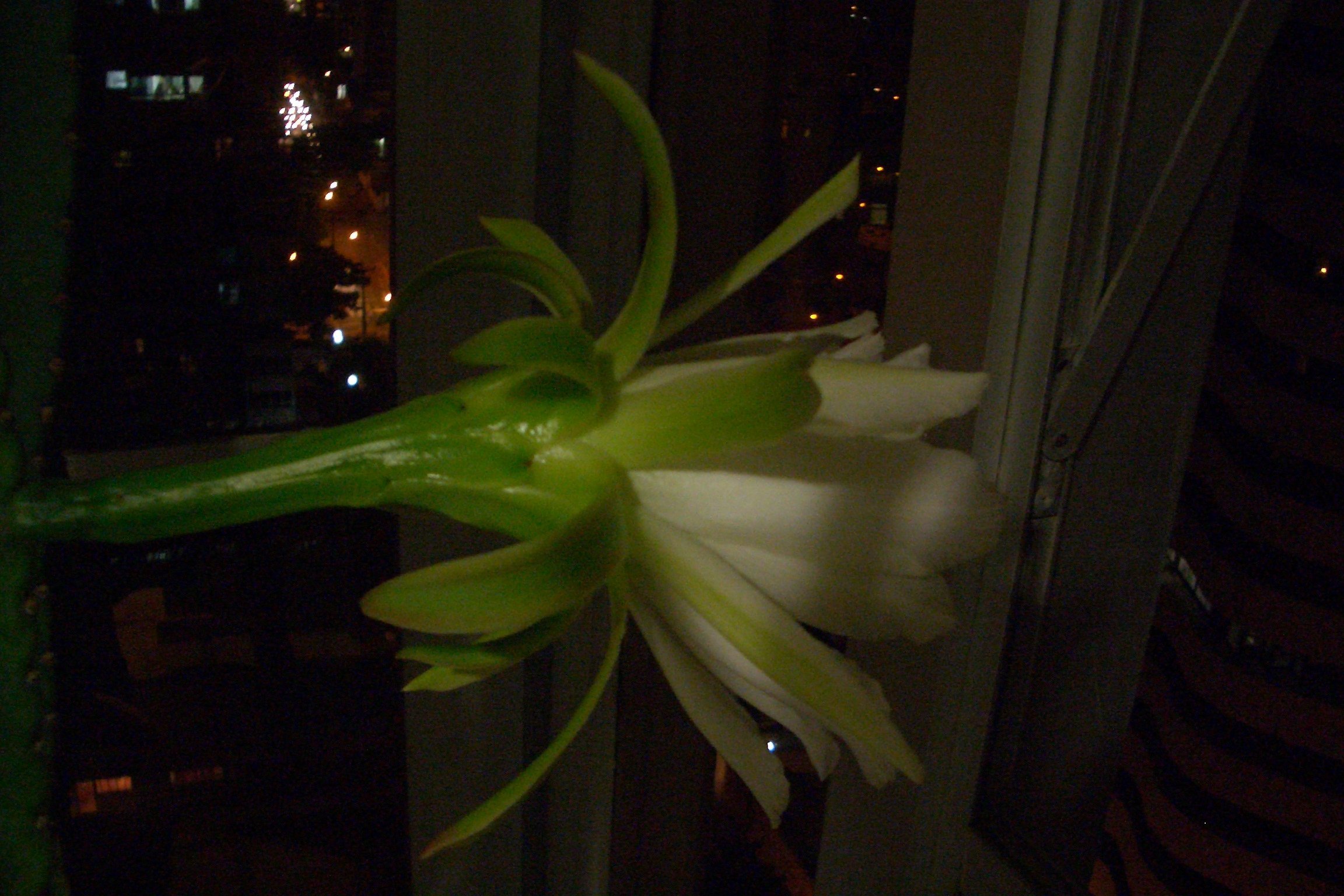 Night-blooming Cereus